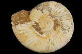 Perisphinctes Ammonite - Jurassic #100224-1